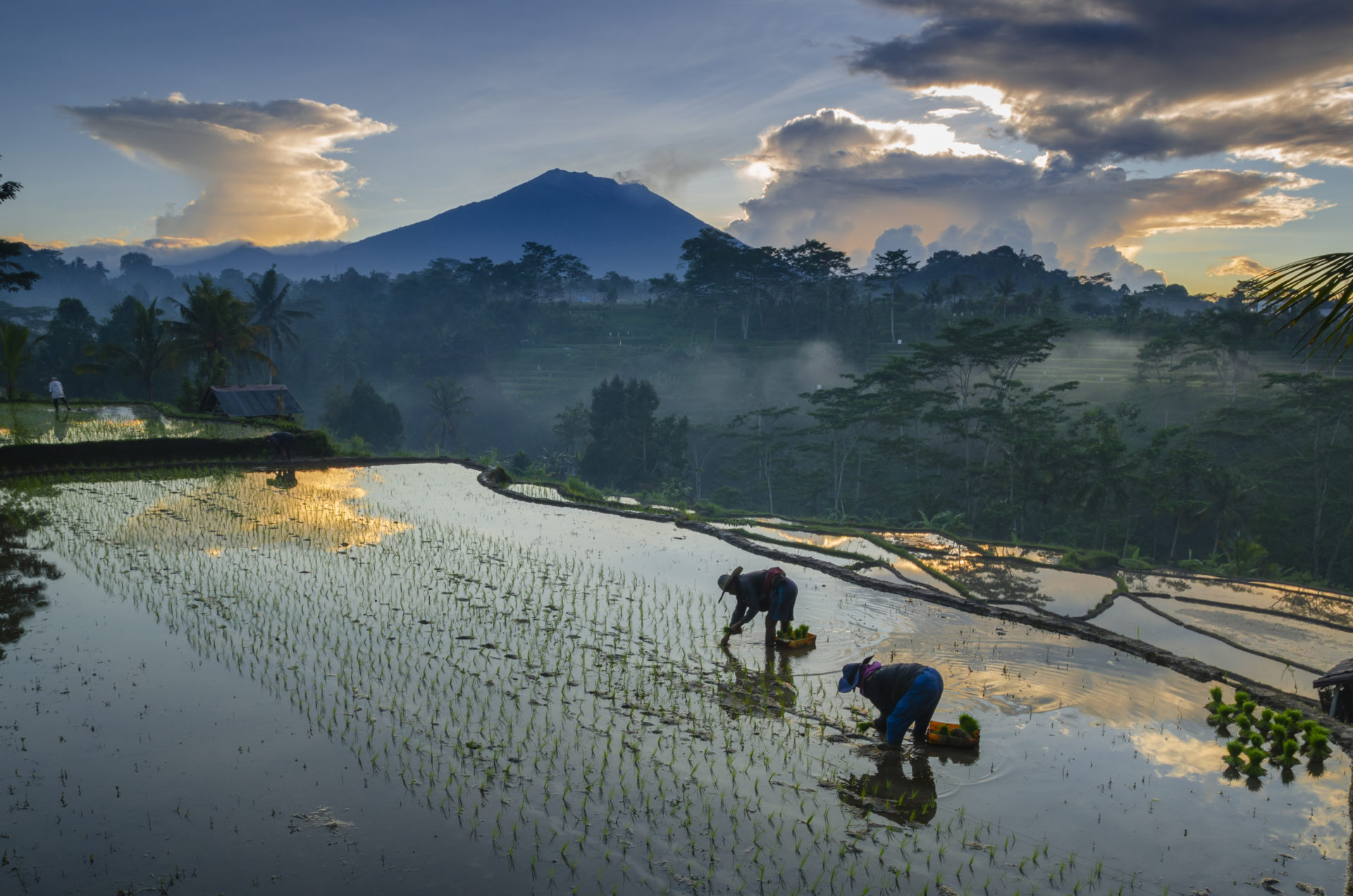 Petani memantau pertanaman padi di lapangan