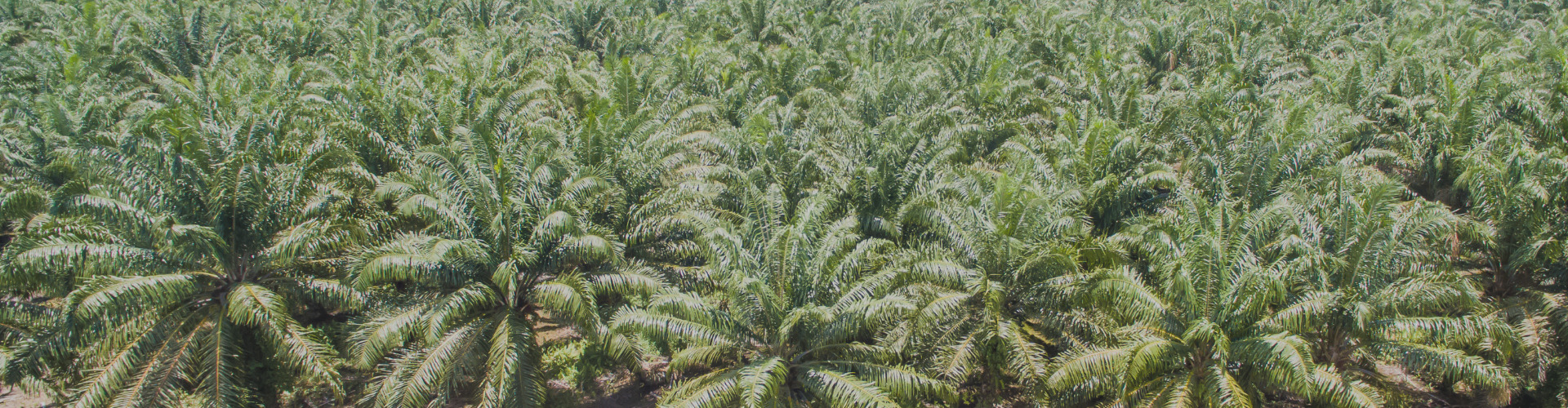 Kebun kelapa sawit