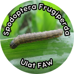 Ulat grayak jagung Spodoptera frugiperda