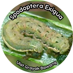 Larva ulat bawang merah