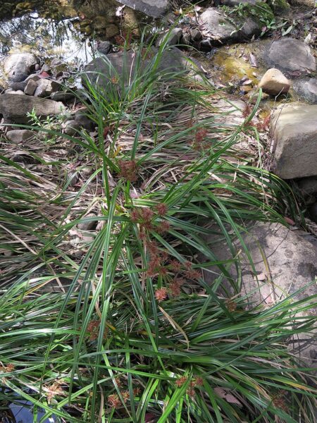 Cyperus rotundus