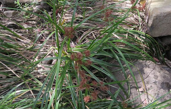 Gulma teki Cyperus