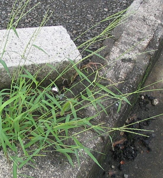 Digitaria ciliaris