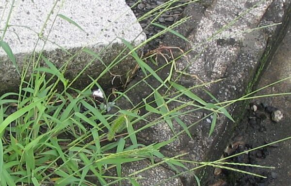 Gulma rumput Digitaria