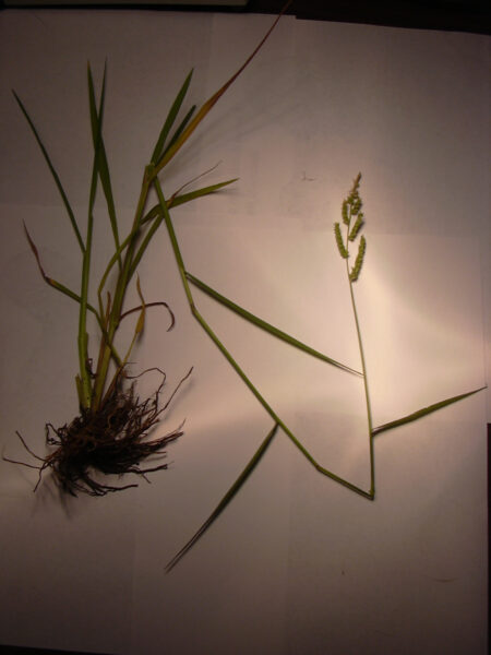Echinochloa colona