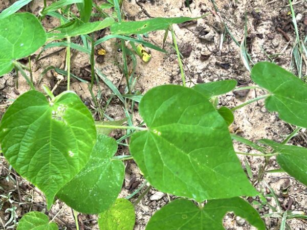 Ipomoea triloba