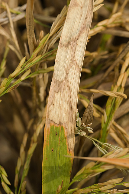 Gejala hawar pelepah pada padi akibat Rhizoctonia solani; foto Peggy Greb, USDA ARS, domain publik
