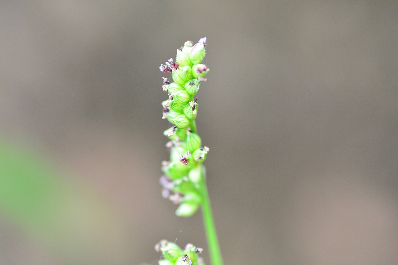Jajagoan Echinochloa crus-galli sebagai contoh gulma rumput pada pertanaman padi