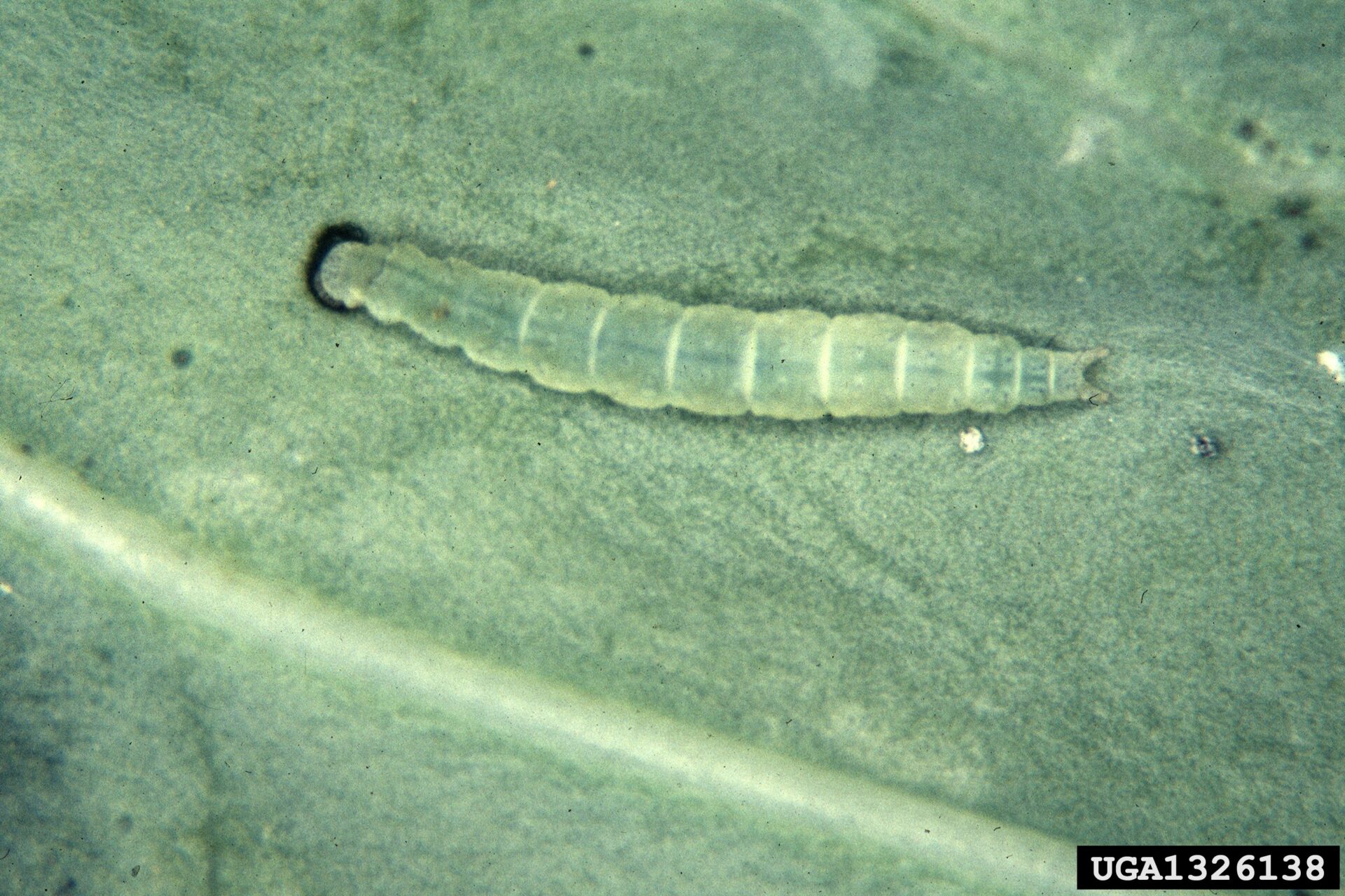 Larva Plutella xylostella